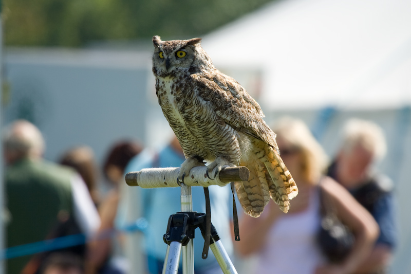 Hibou sur son perchoir...