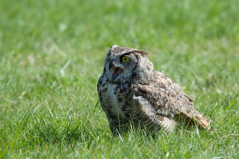 Hibou sur le gazon...