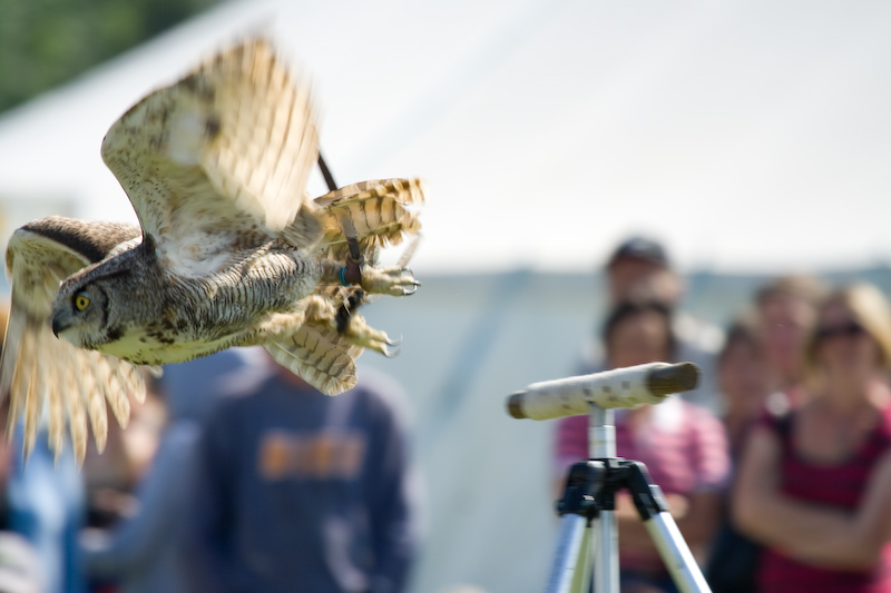 Hibou en vol...