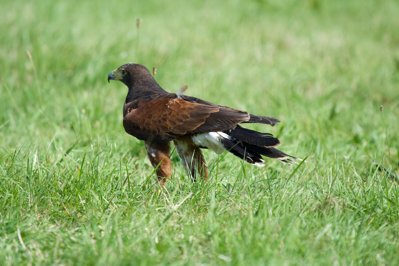 Hawk sur le gazon