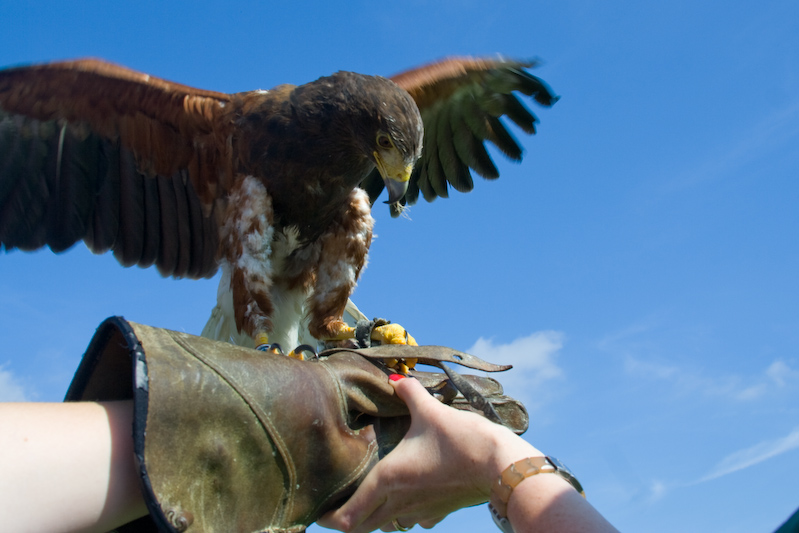 Gros plan sur l'oiseau...