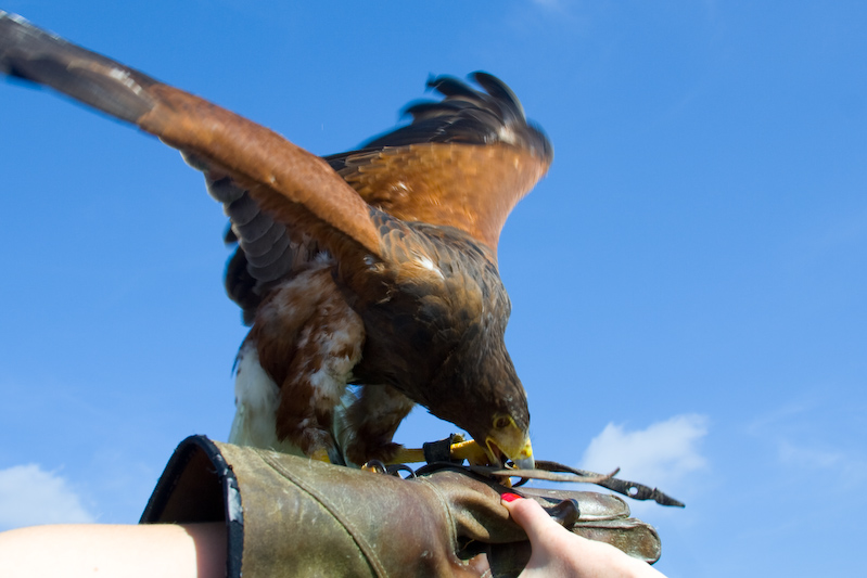 Gros plan sur l'oiseau...