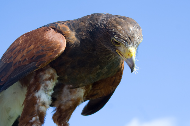 Gros plan sur l'oiseau...