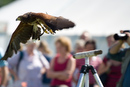 Hawk au décollage