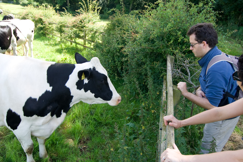 Nos amies les vaches...