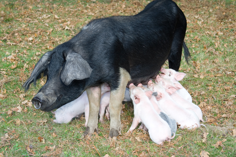 Petits cochons dans la New Forest