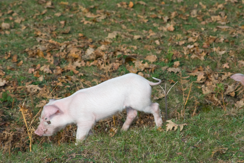 Petits cochons dans la New Forest