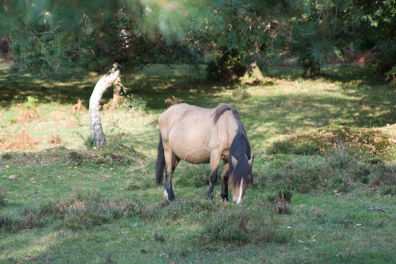 La new Forest