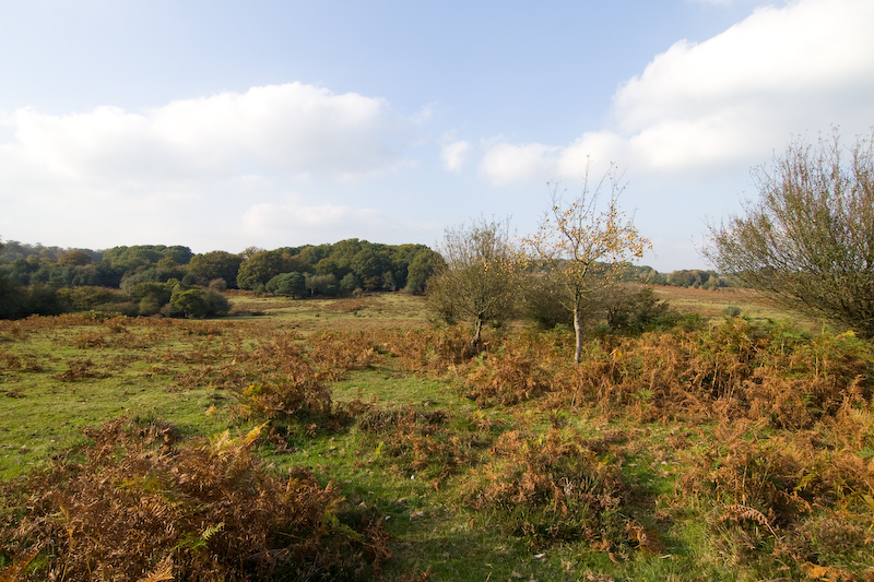 New Forest