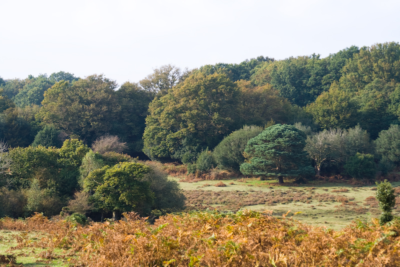 New Forest