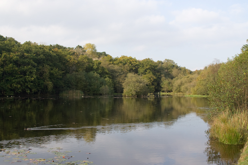 Etang dans la New Forest...