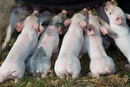 Petits cochons dans la New Forest