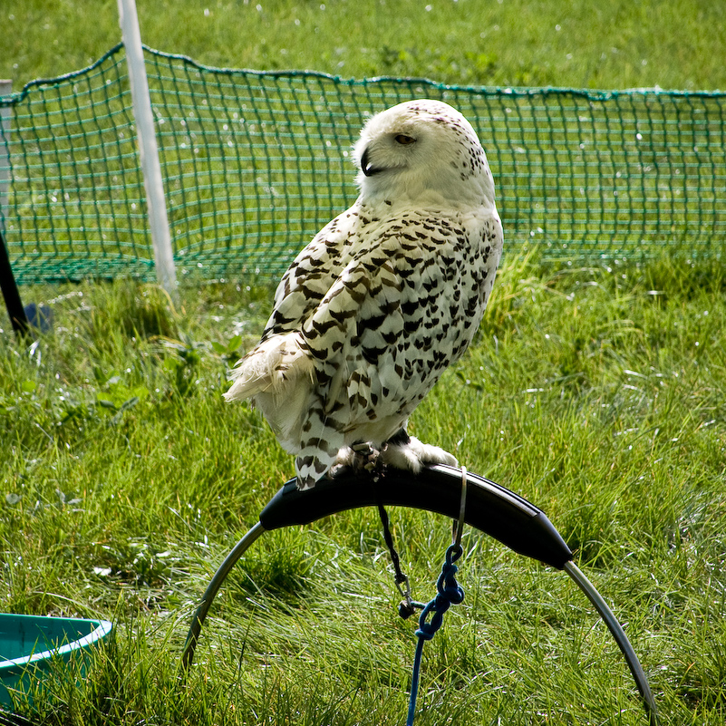 The Henley Show - 13 Septembre 2008