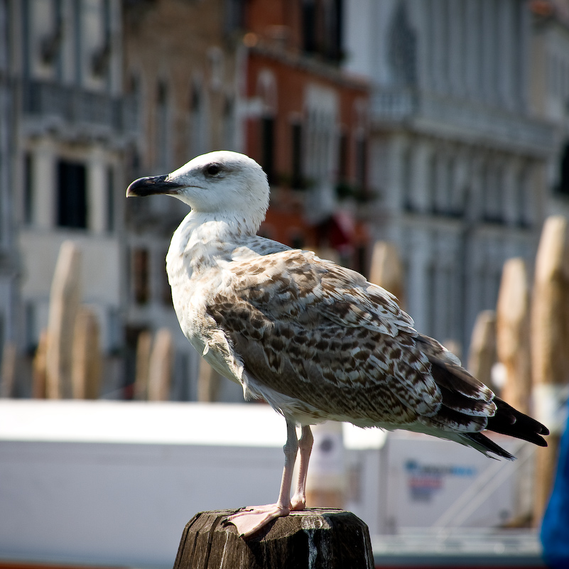 Venise - 17 Août 2008