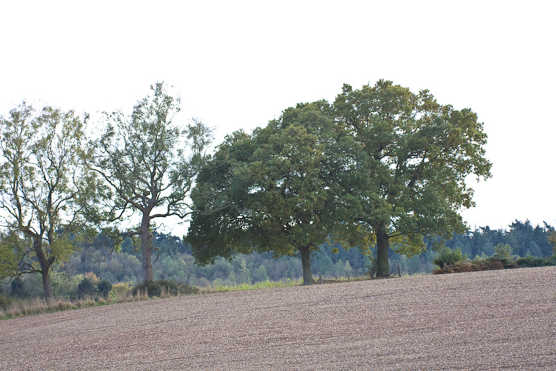 Marche dans la campagne vers Henley - 18 Octobre 2008