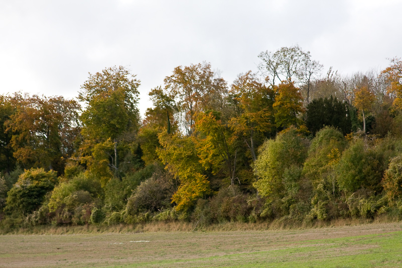 Marche dans la campagne vers Henley - 18 Octobre 2008