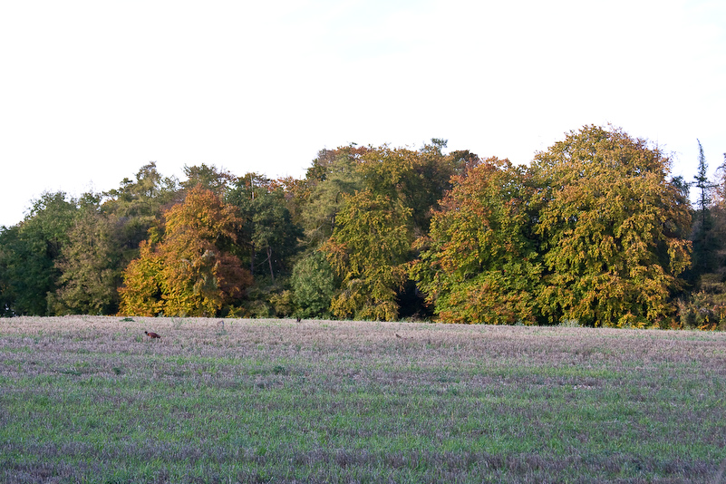 Marche dans la campagne vers Henley - 18 Octobre 2008