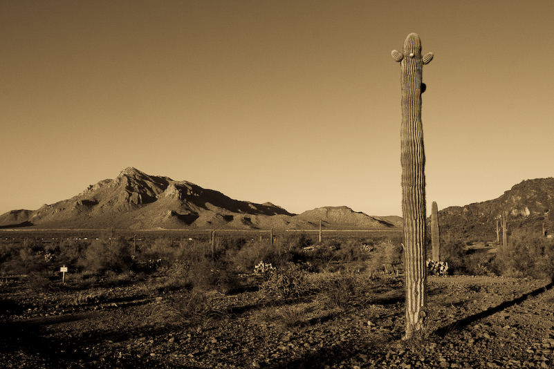 07 Novembre 2008 - Picacho Recreation Park
