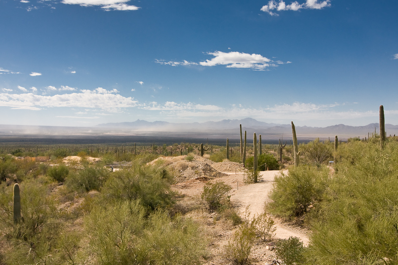 09 Novembre 2008 - Desert Museum Saguaro National Park - Arizona