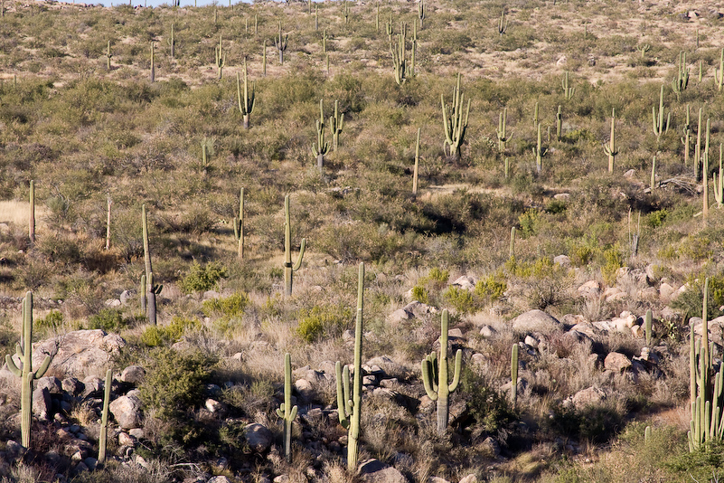 12 Novembre 2008 - Catalina National Forest - Arizona