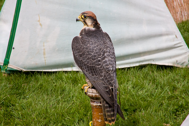 Blenheim Palace - 3 Mai 2009