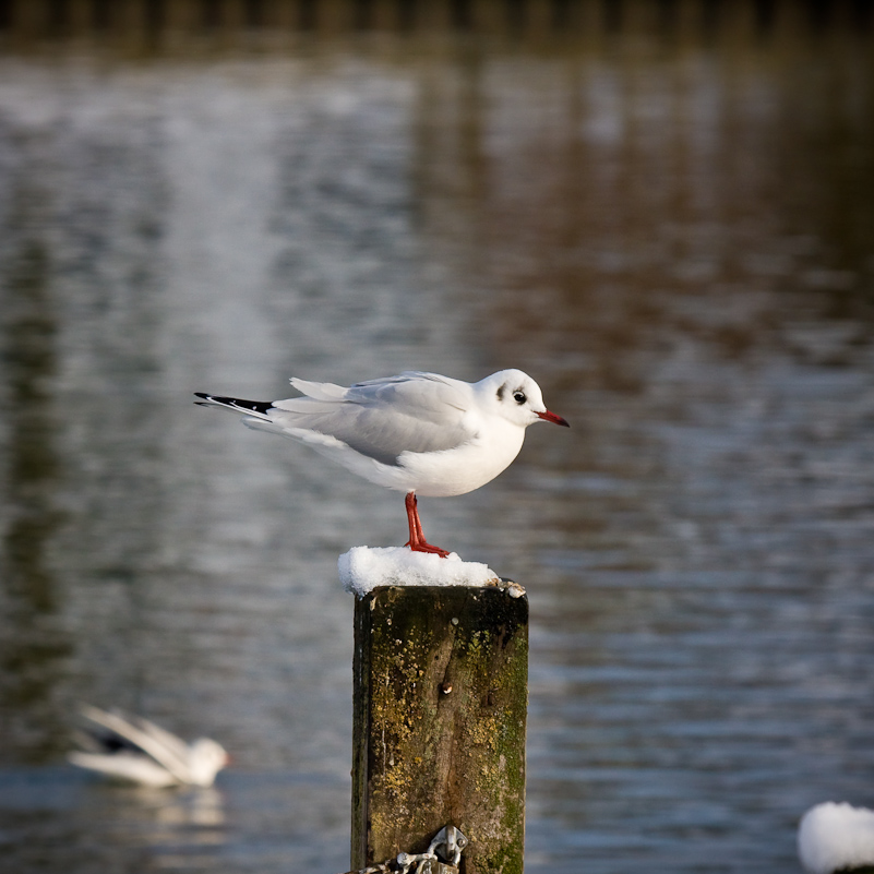 Henley-on-Thames - 22 December 2009