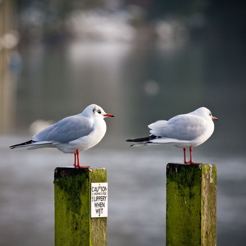 Henley-on-Thames - 22 December 2009