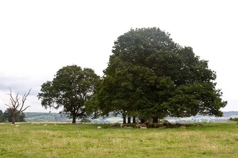 Henley-on-Thames - 26 Juillet 2009