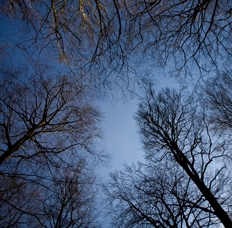 Harpsden Wood - 7 March 2010