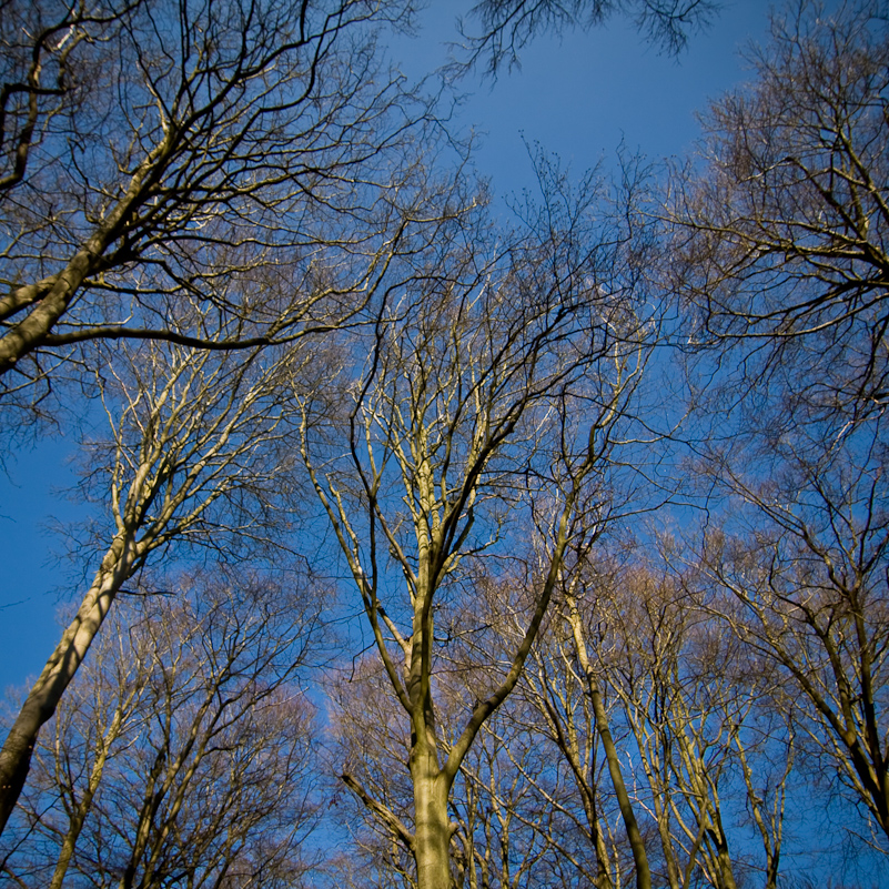 Harpsden Wood - 7 March 2010