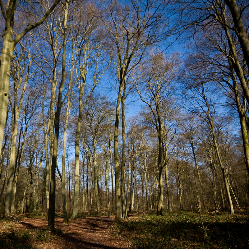 Harpsden Wood - 7 March 2010