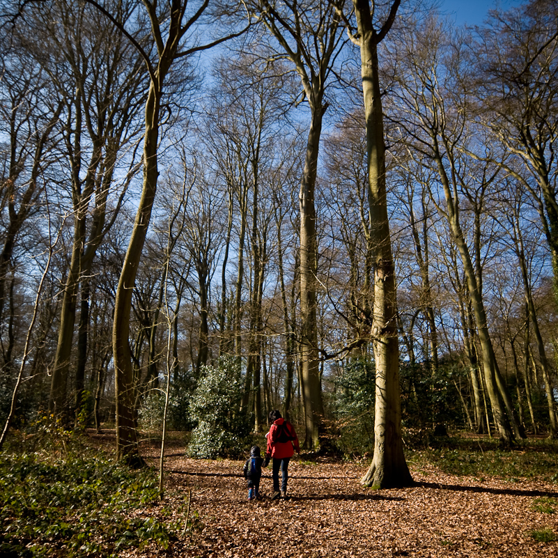 Harpsden Wood - 7 March 2010