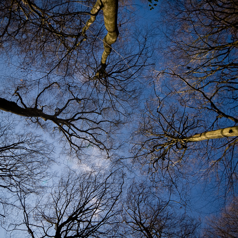 Harpsden Wood - 7 March 2010