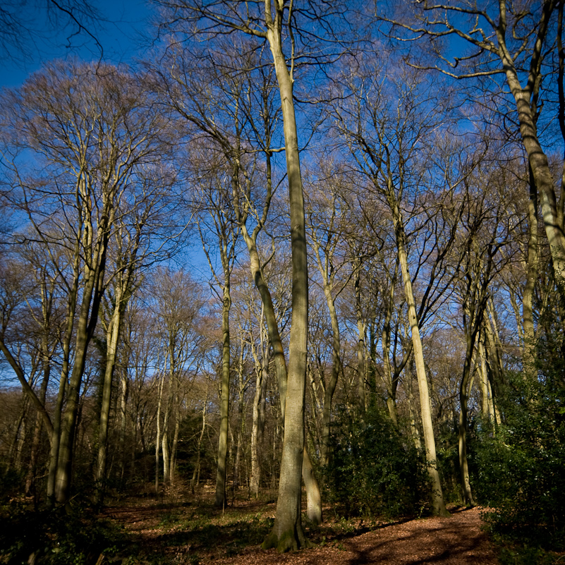 Harpsden Wood - 7 March 2010