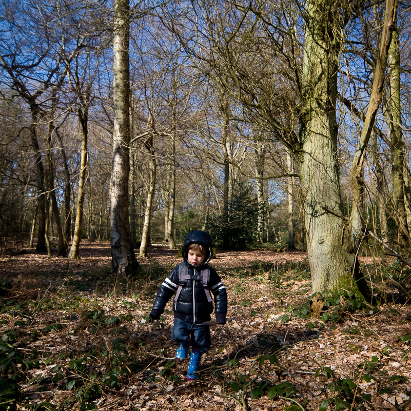 Harpsden Wood - 7 March 2010