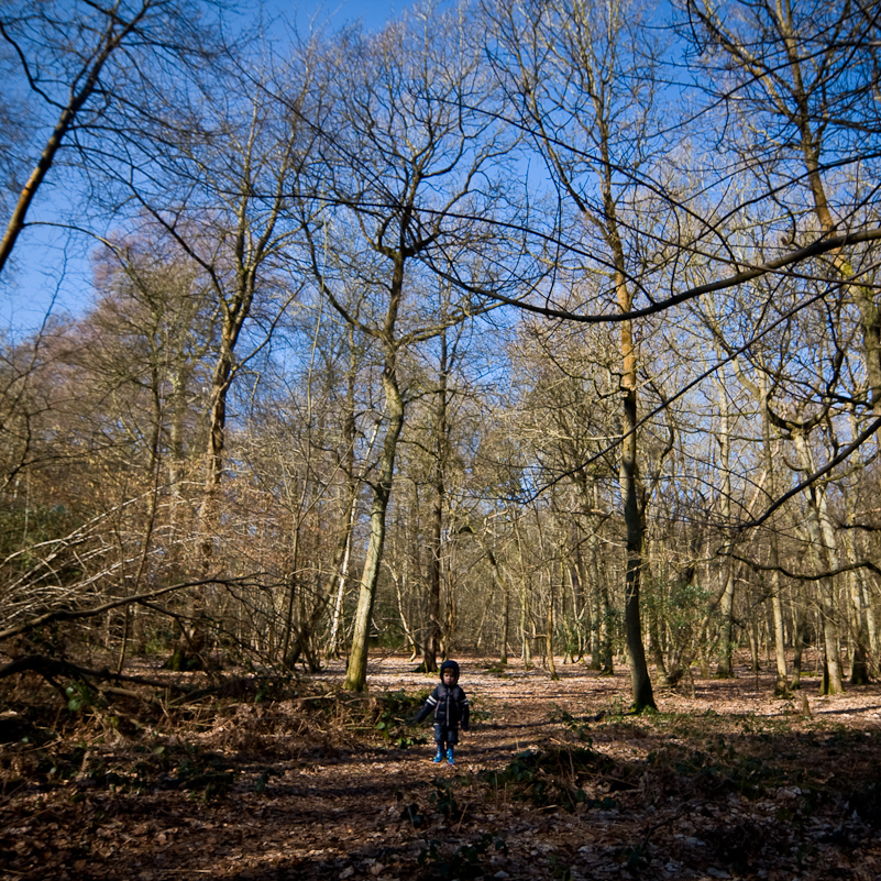 Harpsden Wood - 7 March 2010