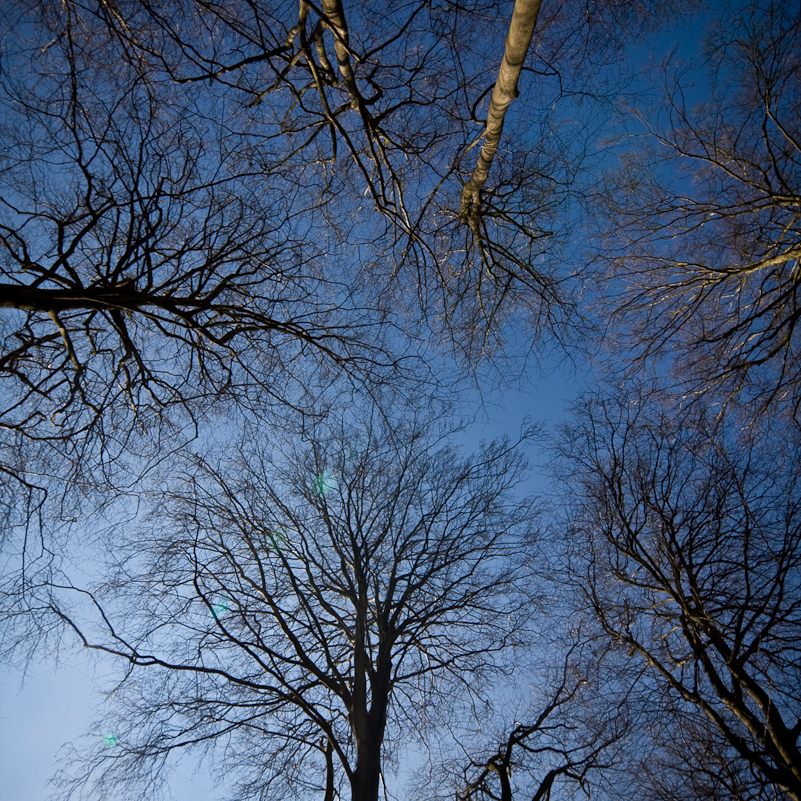 Harpsden Wood - 7 March 2010