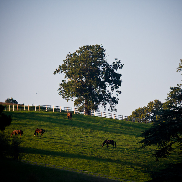 Swiss Farm - 11 October 2010