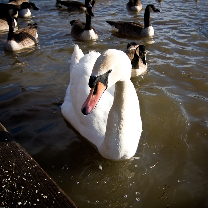 Marlow - 17 January 2010