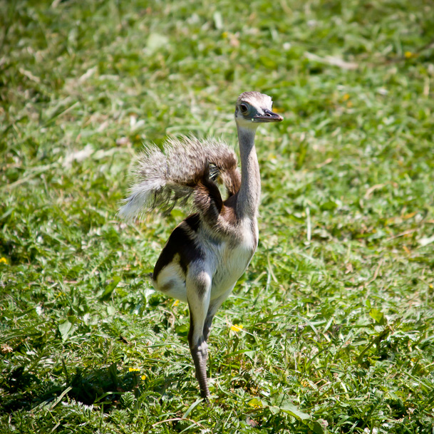 Cotswold - 25 June 2010