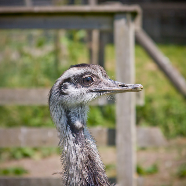 Cotswold - 25 June 2010