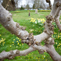 Greys Court - 02 April 2011