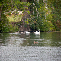 Henley-on-Thames - 20 July 2011 - Swan Upping