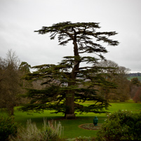 Knightshayes Court - 11 December 2011