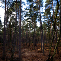 Bracknell's Forest - 12 February 2012