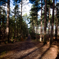 Bracknell's Forest - 12 February 2012