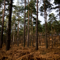 Bracknell's Forest - 12 February 2012