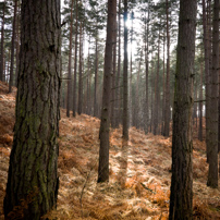 Bracknell's Forest - 12 February 2012