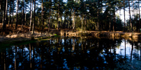 Bracknell's Forest - 12 February 2012