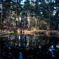 Bracknell's Forest - 12 February 2012